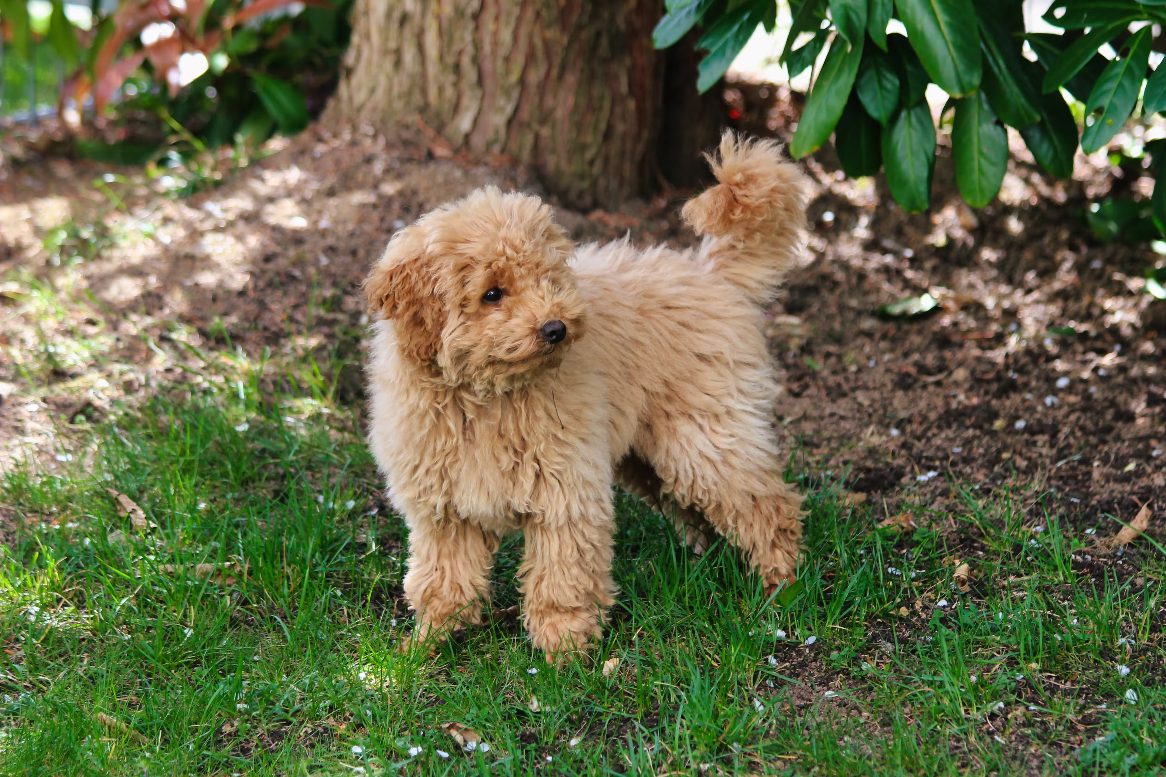 Picture of Lainey