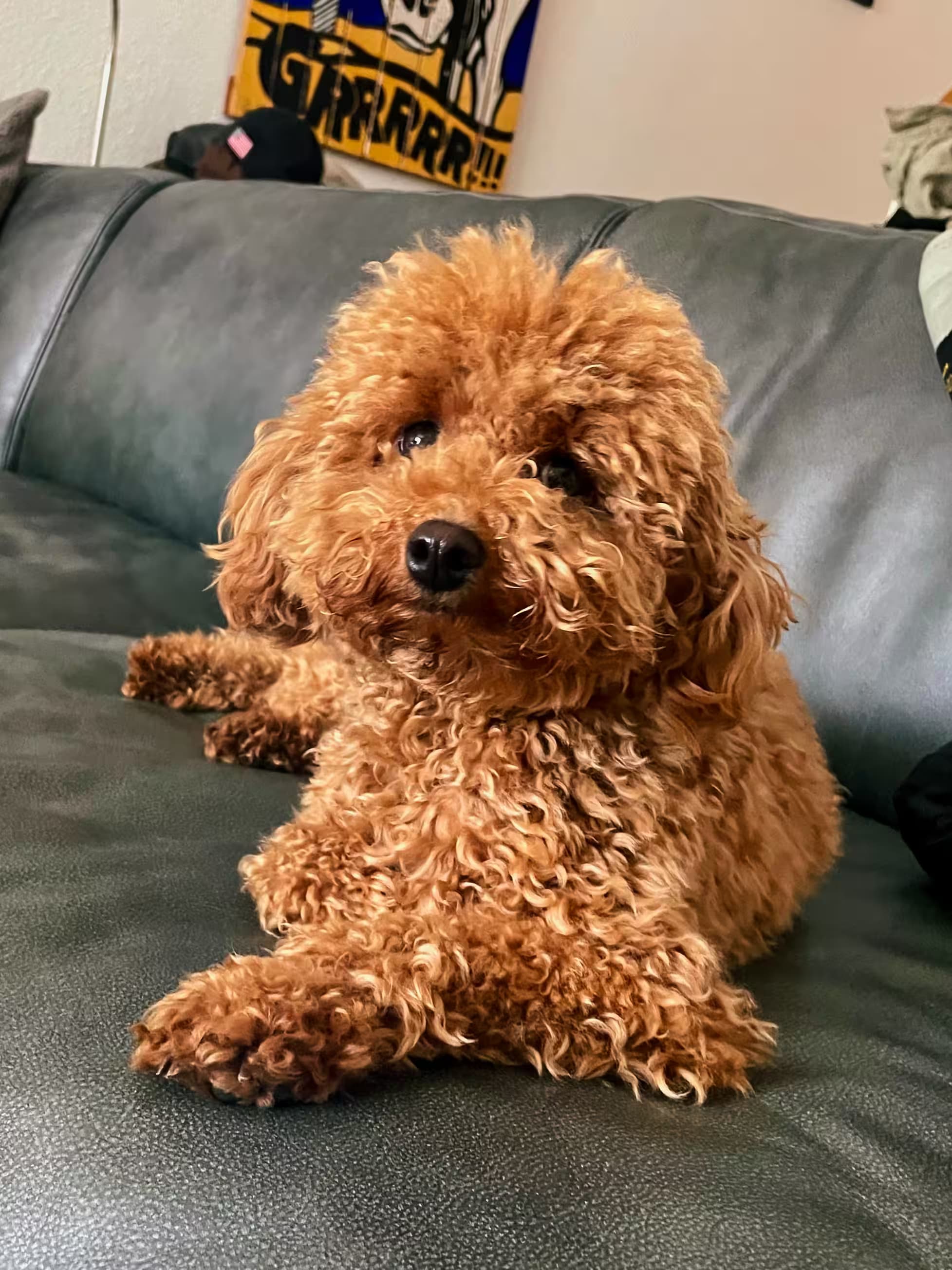 Lainey relaxing on the couch