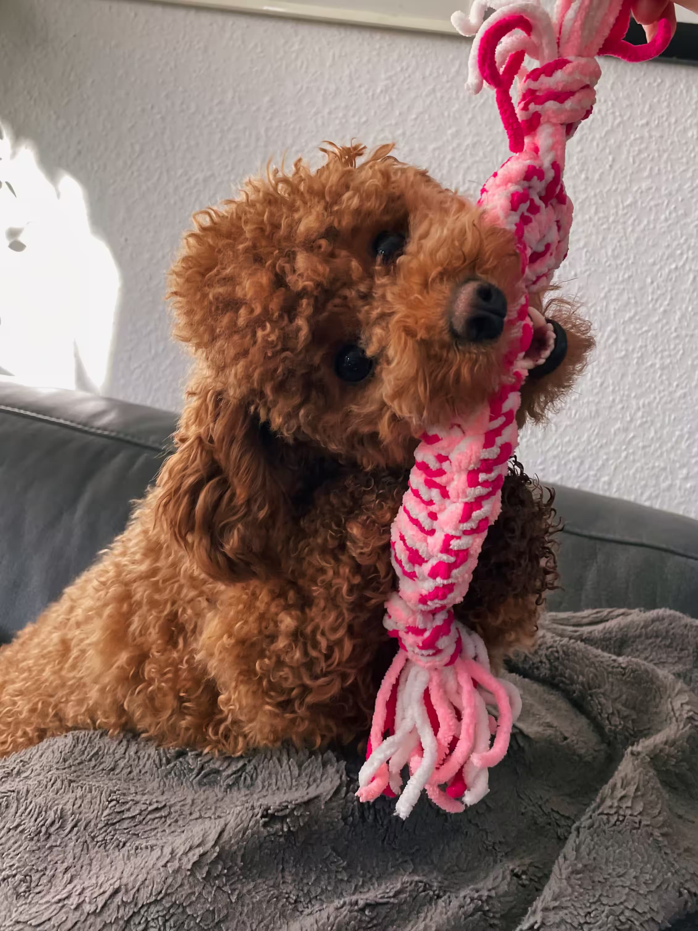 Lainey biting a toy