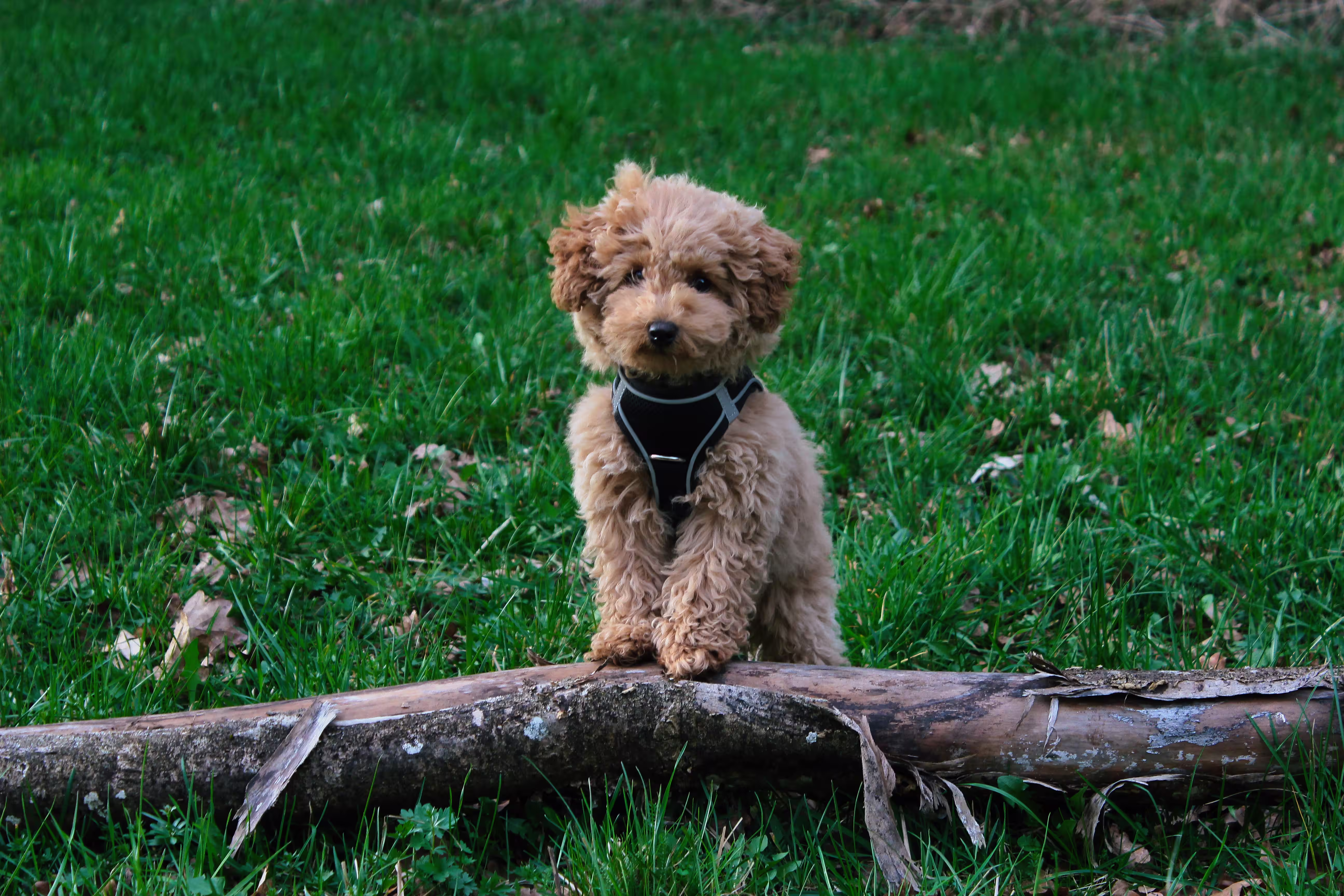 Lainey—as a puppy—on a meadow