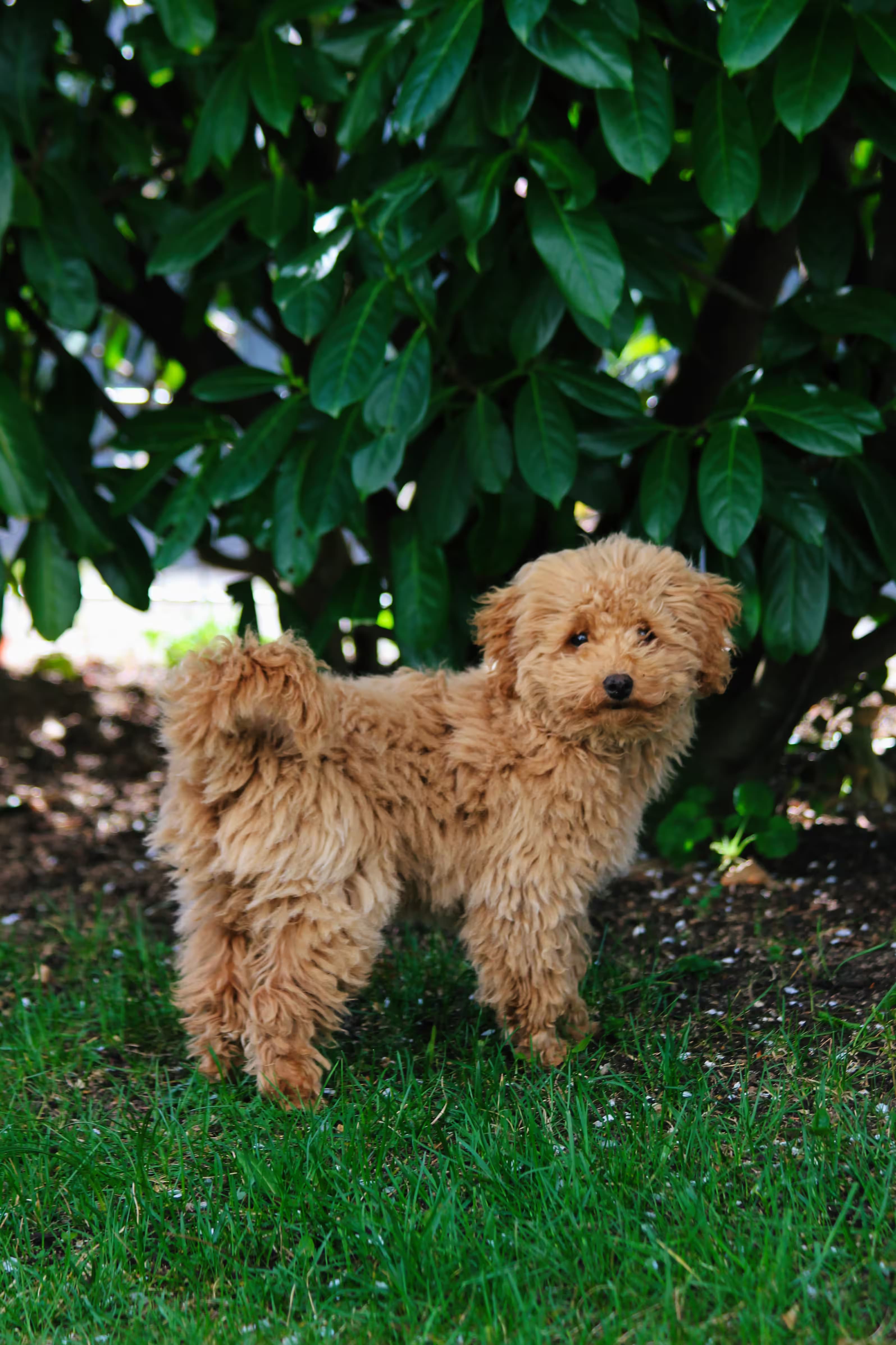 Lainey—as a puppy—in the backyard