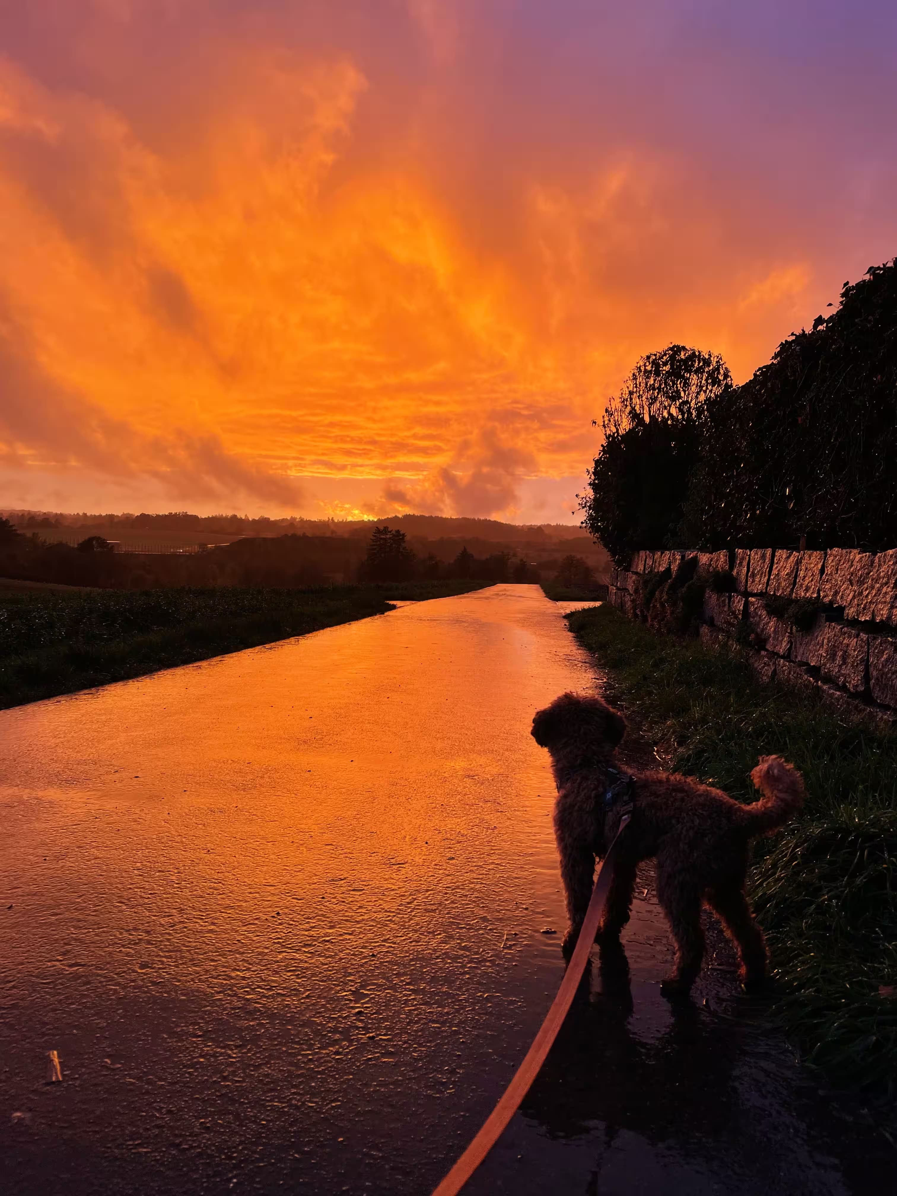 Lainey during a walk with an orange sunset