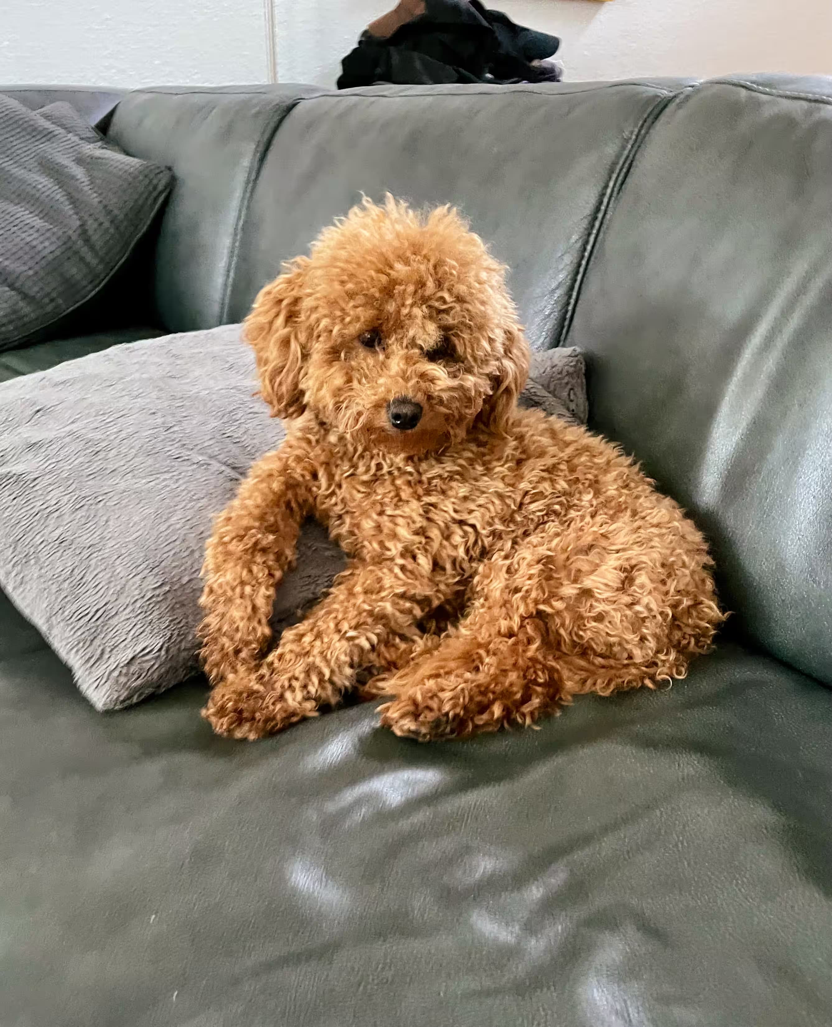Lainey relaxing on the couch
