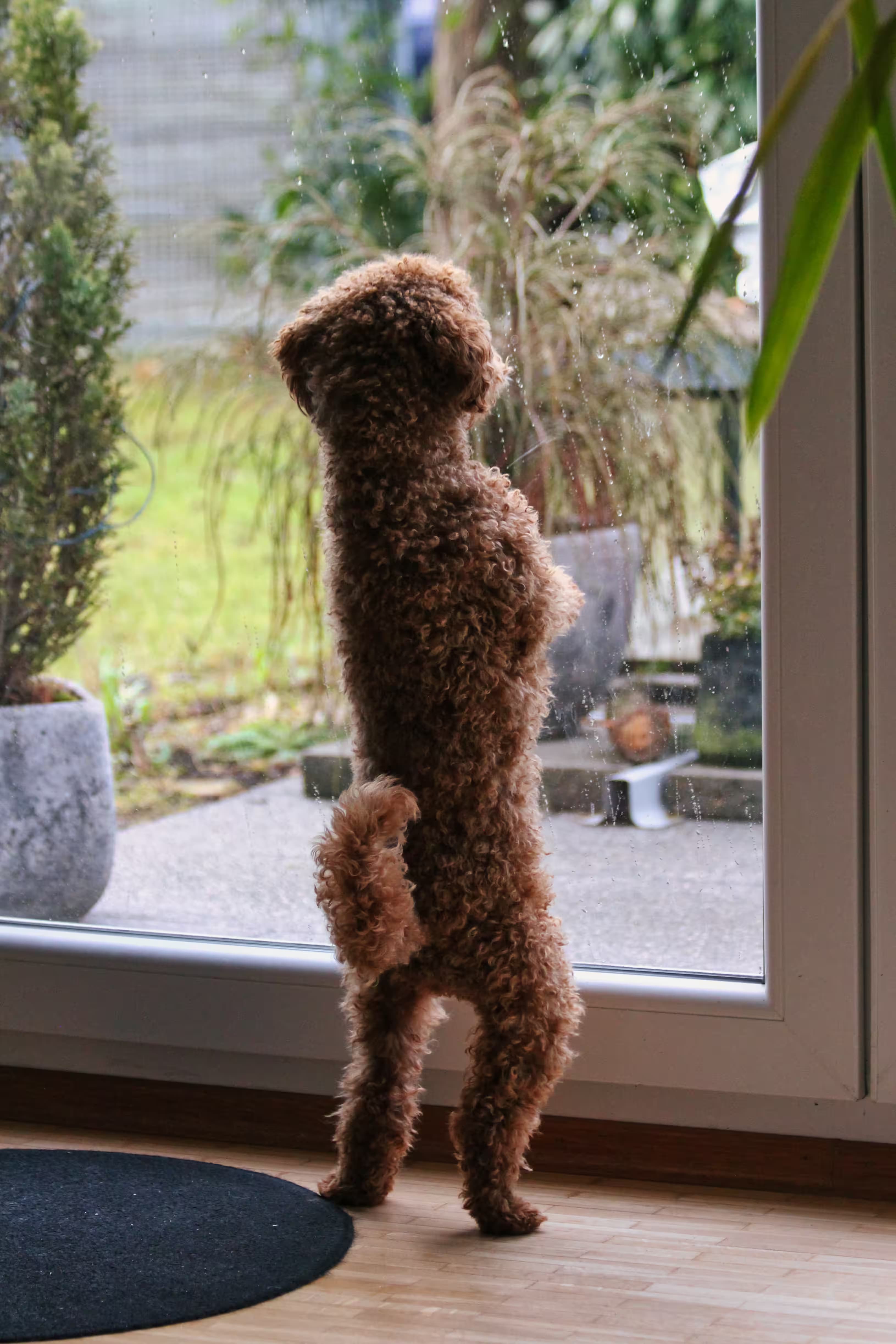 Lainey—standing on two feet—looking out the window