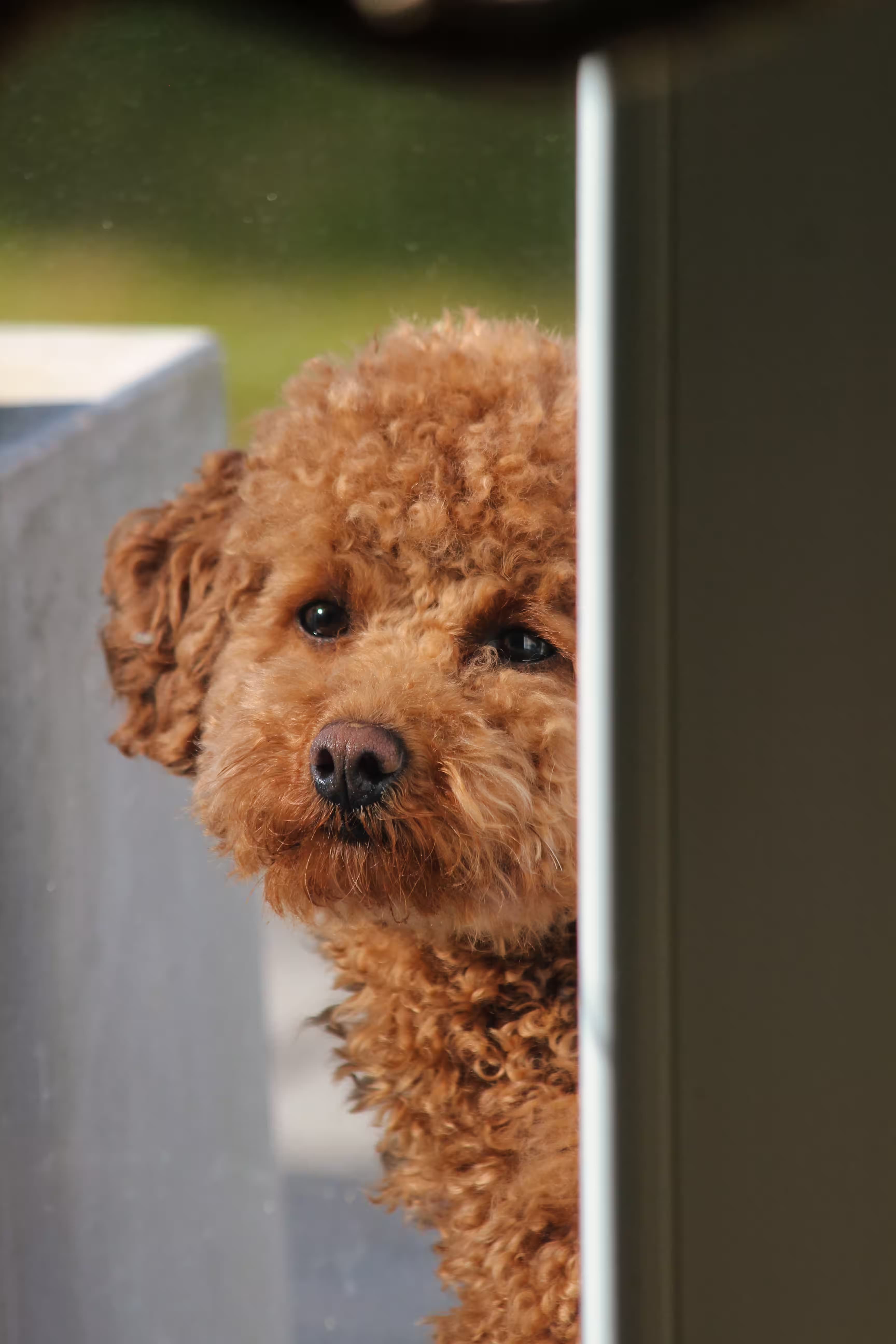 Lainey looking through the window