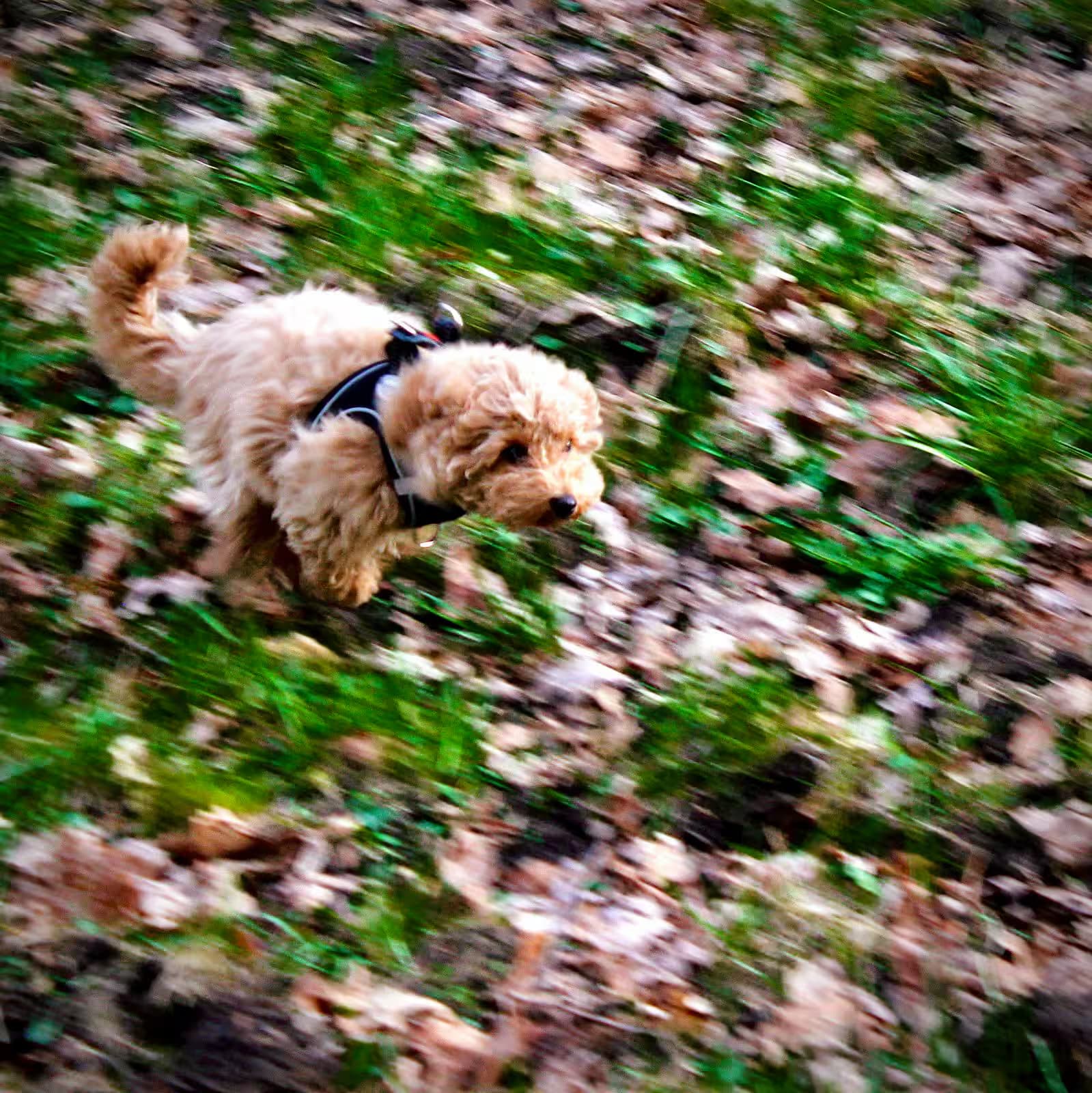 Lainey—as a puppy—running