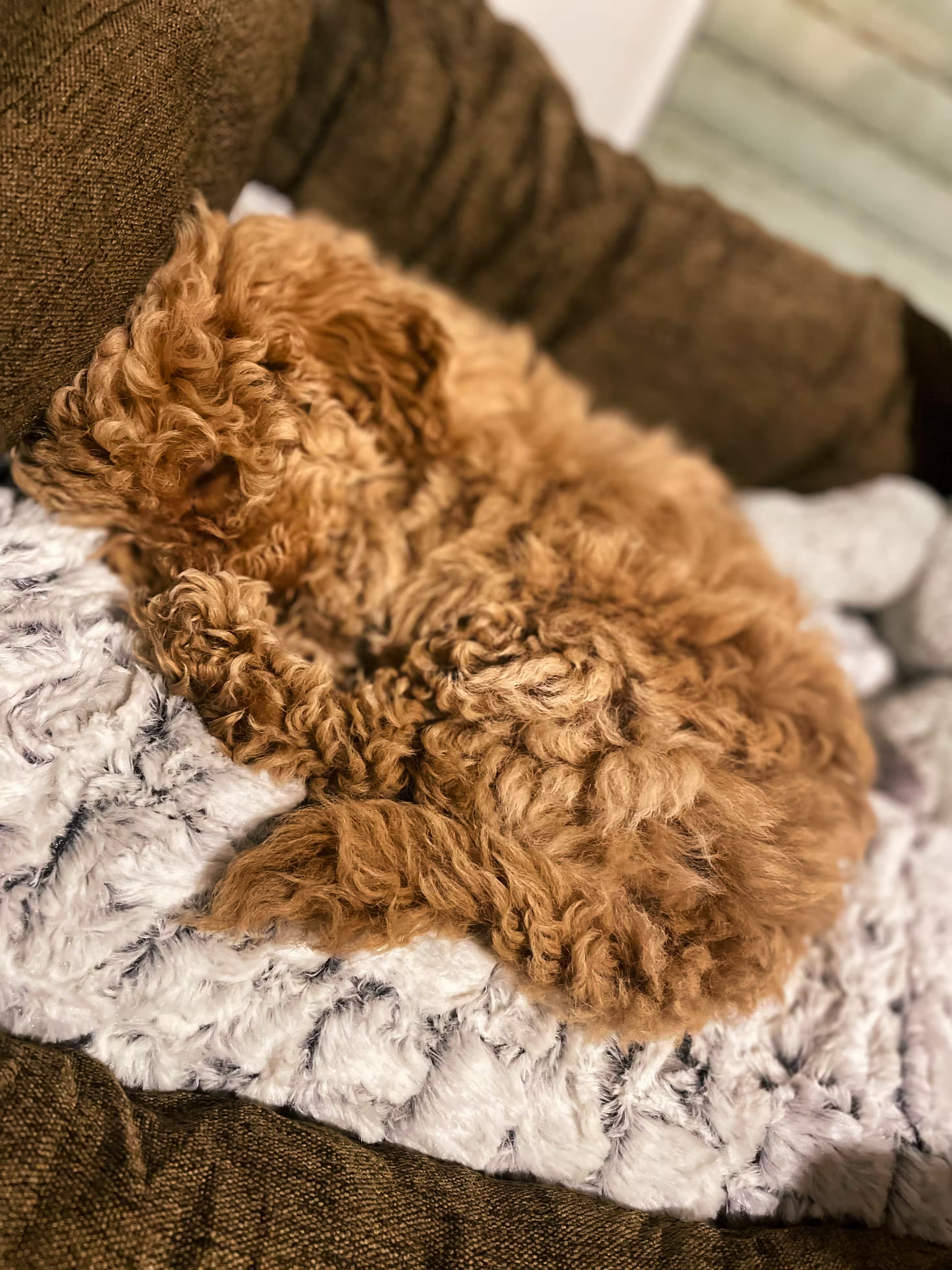Lainey—as a puppy—sleeping