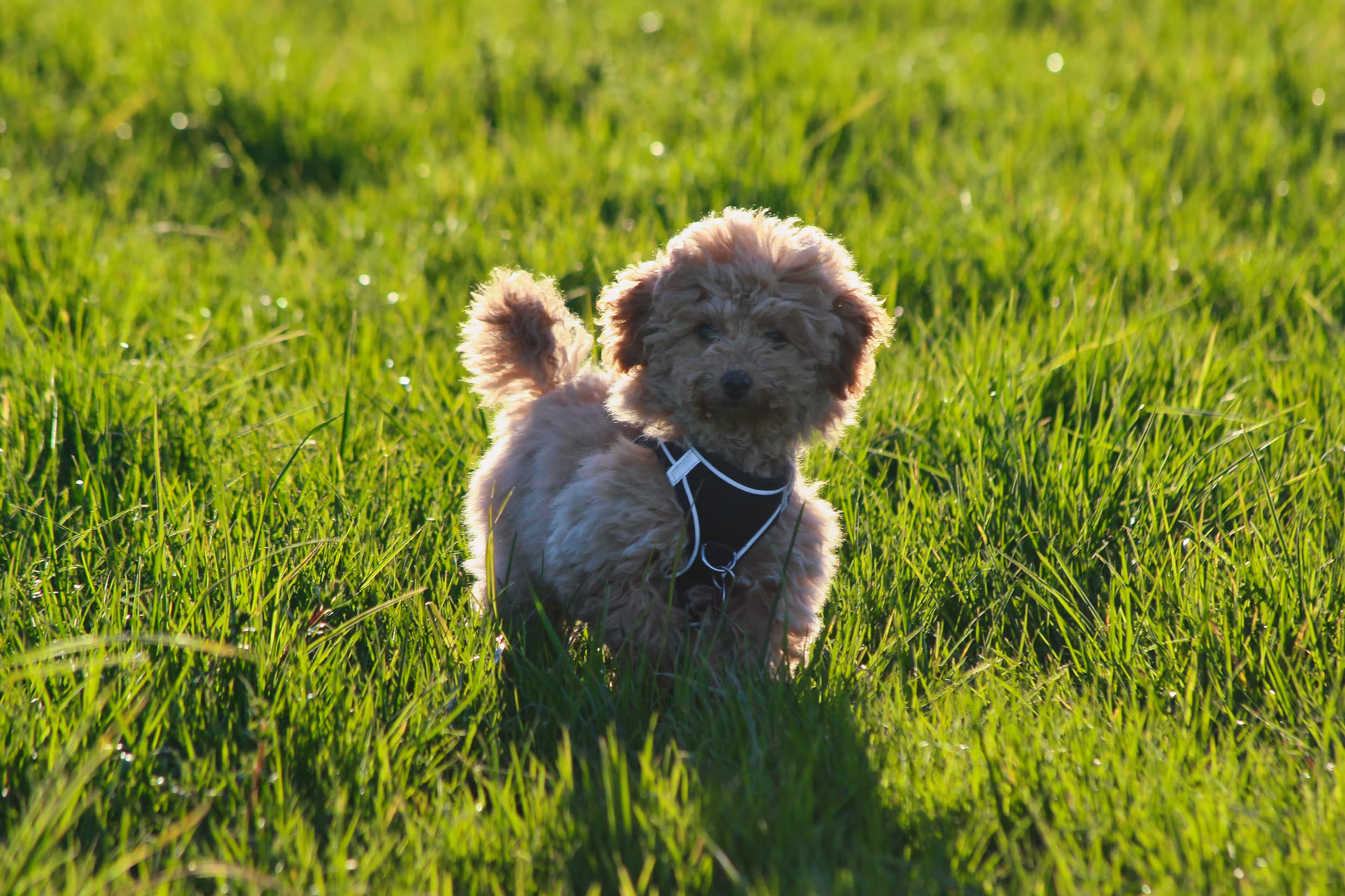 Lainey—as a puppy—on a meadow