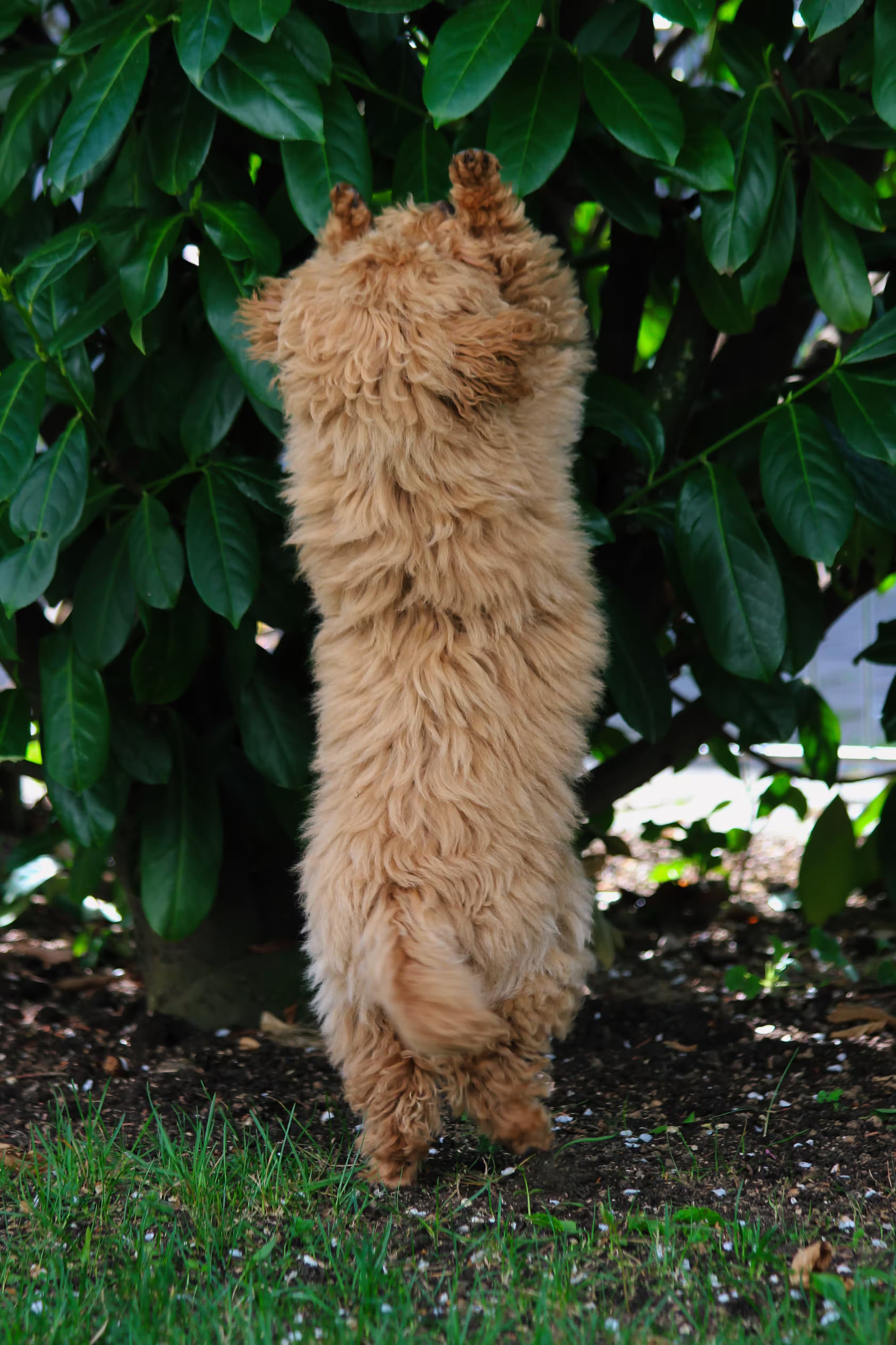Lainey on two feet in the backyard