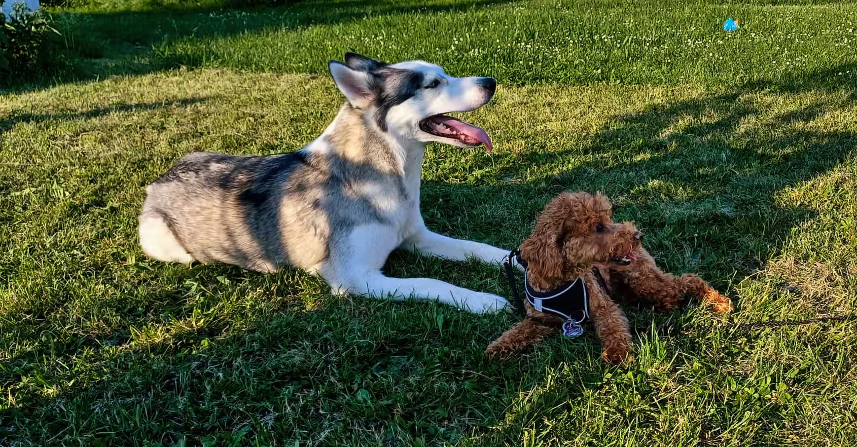 Lainey relaxing with a husky